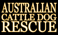 Australian Cattle Dog Rescue