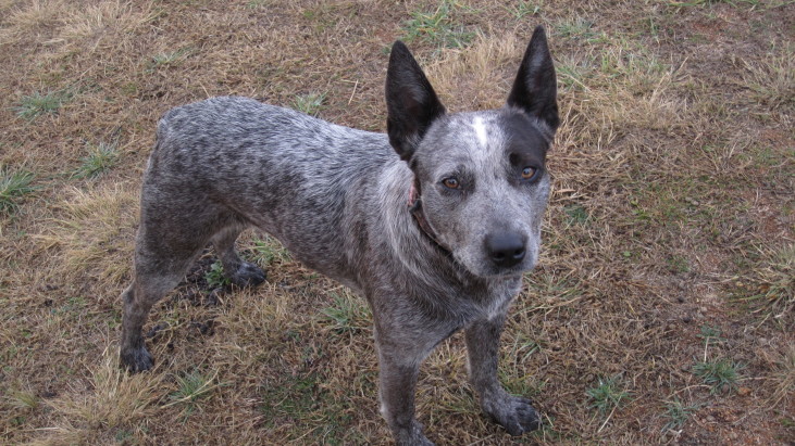 Rose.  ASTCD blue female. 1 YO. Michelago NSW ADOPTED