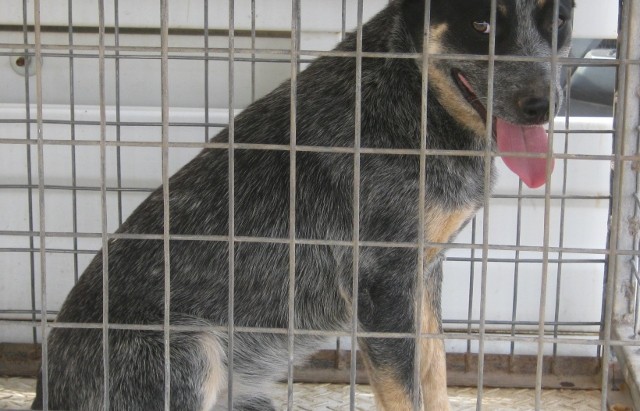 Two young ACD Males from Same home, one Red, one Blue, Canberra Area (ADOPTION)