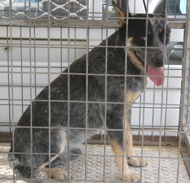 Two young ACD Males from Same home, one Red, one Blue, Canberra Area (ADOPTION)