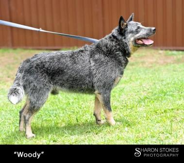 Woody, 4-5 years, blue ACD Male, Michelago NSW (ON HOLD)