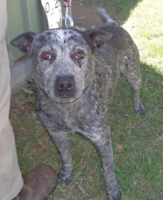 Harry 3YO blue Male Cattle Dog mix – ADOPTED.