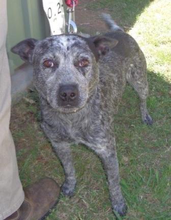 Harry 3YO blue Male Cattle Dog mix – ADOPTED.