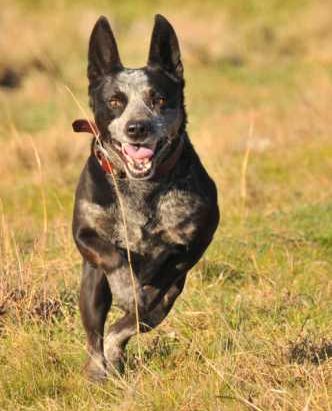 SOX, Male ACD x, Approx , 6 years –  ADOPTED