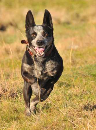 SOX, Male ACD x, Approx , 6 years –  ADOPTED