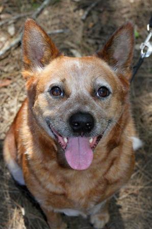 Delilah red female ACD 4YO – ADOPTED.