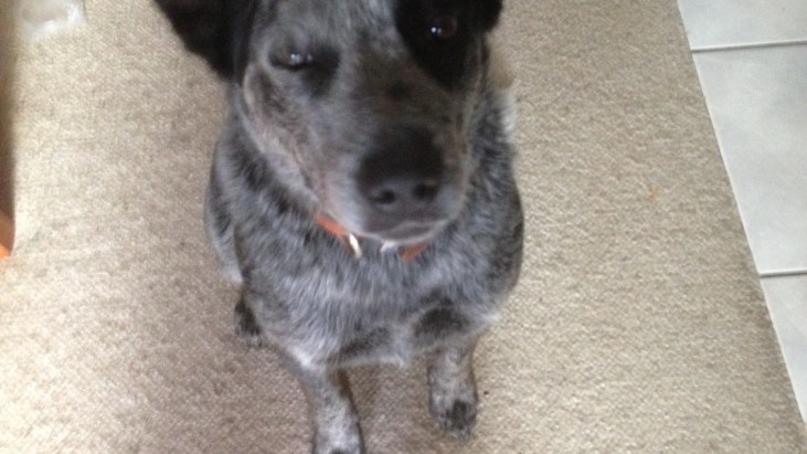 REUBEN, male ACD x, 2 years approx. ADOPTED BY HIS CARER