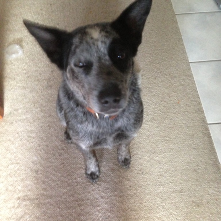 REUBEN, male ACD x, 2 years approx. ADOPTED BY HIS CARER