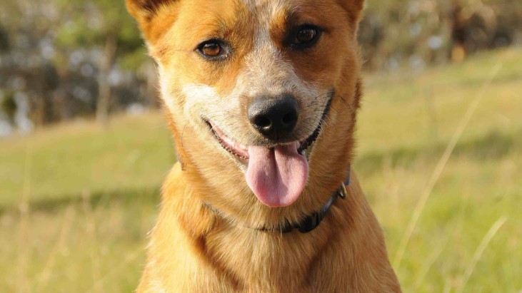 BINGO, young red ACD cross male. ADOPTED