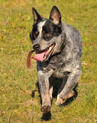 JACK, lovely young Blue Male ACD – ADOPTED