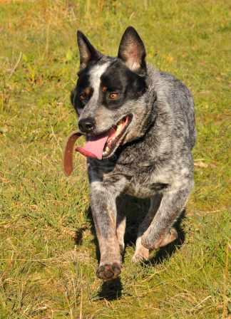 JACK, lovely young Blue Male ACD – ADOPTED