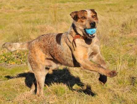 BANDIT – Red ACD x, 1-2 years – ADOPTED