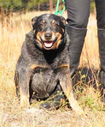 TED, Blue Male ACD, 5YO Approx