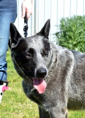 REX – Male, Blue Cattle Dog (x), Approx 5-6 – ADOPTED