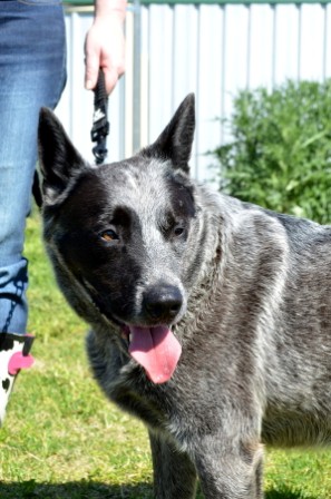 REX – Male, Blue Cattle Dog (x), Approx 5-6 – ADOPTED