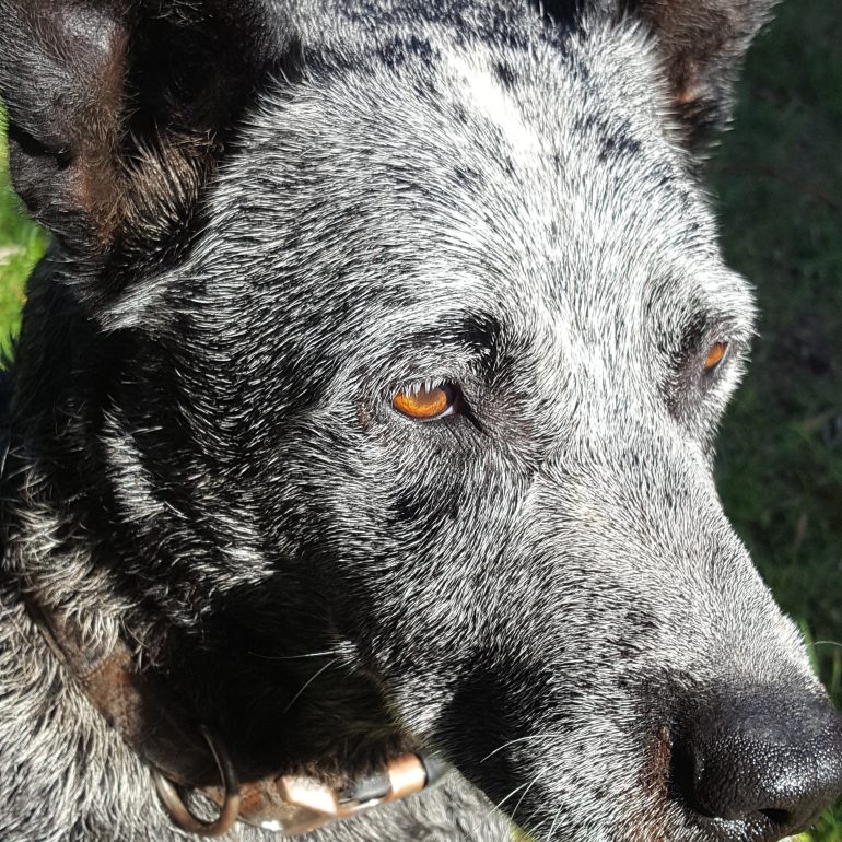 ADOPTED – Jake the Stumpy Tail Cattle Dog