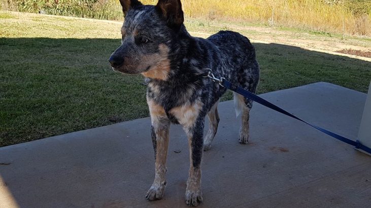 ADOPTED – Hitch – 15 month old male cattle dog – Blue