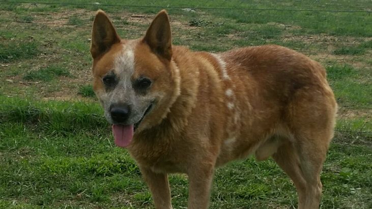 ADOPTED – Ziggy – Mature Male Red ASTCD Seeking Retirement Home