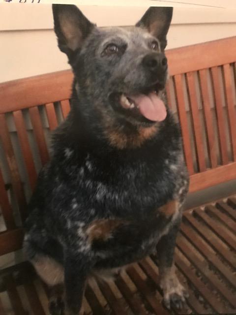 NORMAN – Stunning Blue Male ACD – 8/9 Years – Scarsdale Victoria