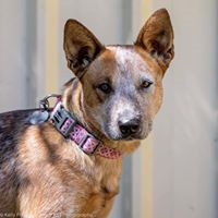 ADOPTED JESS – Female –  Red Heeler x – DOB: 16.02.13 – Medium Size – Southern River WA