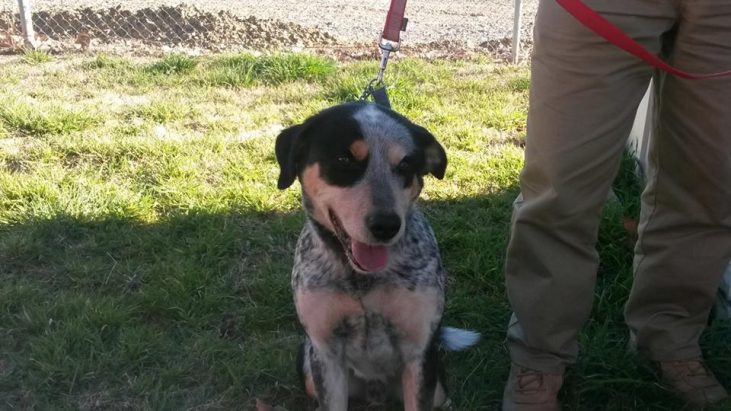 ADOPTED – ASH – Male ACD x, 3YO, Yass Valley Animal Shelter NSW