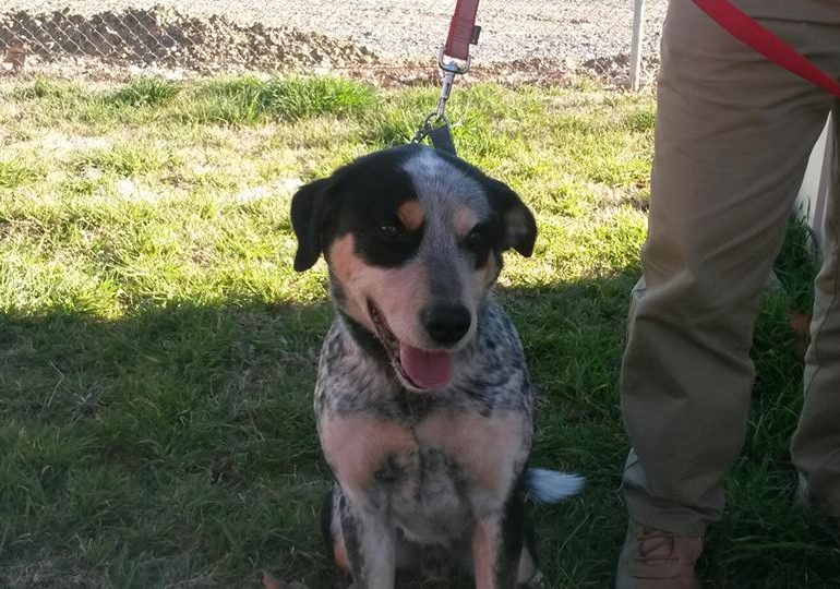 ADOPTED – ASH – Male ACD x, 3YO, Yass Valley Animal Shelter NSW