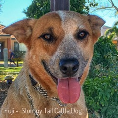 ADOPTED – Fuji – Young Red ASTCD – Female – QLD