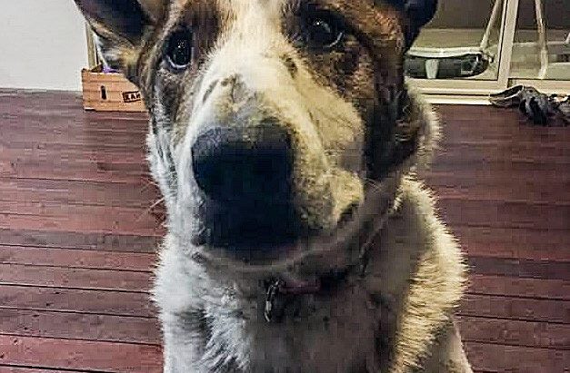 URGENT- TomTom – Male ACD x BT, 6 years, Canberra ACT