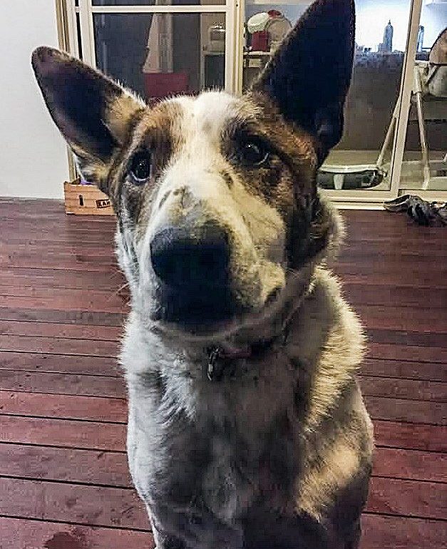 URGENT- TomTom – Male ACD x BT, 6 years, Canberra ACT