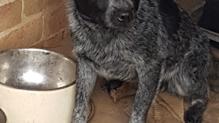 BANJO (2) -1YO Blue ASTCD male, Carwoola NSW (near Queanbeyan)