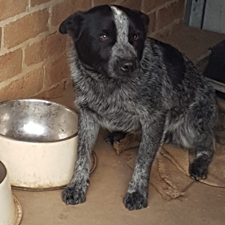 BANJO (2) -1YO Blue ASTCD male, Carwoola NSW (near Queanbeyan)