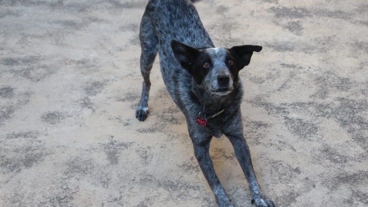 BANJO – Male Blue ACD mix – Approx 10 yo, lovely companion – NSW/ACT – ADOPTED