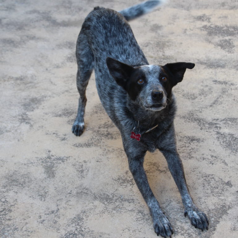 BANJO – Male Blue ACD mix – Approx 10 yo, lovely companion – NSW/ACT – ADOPTED