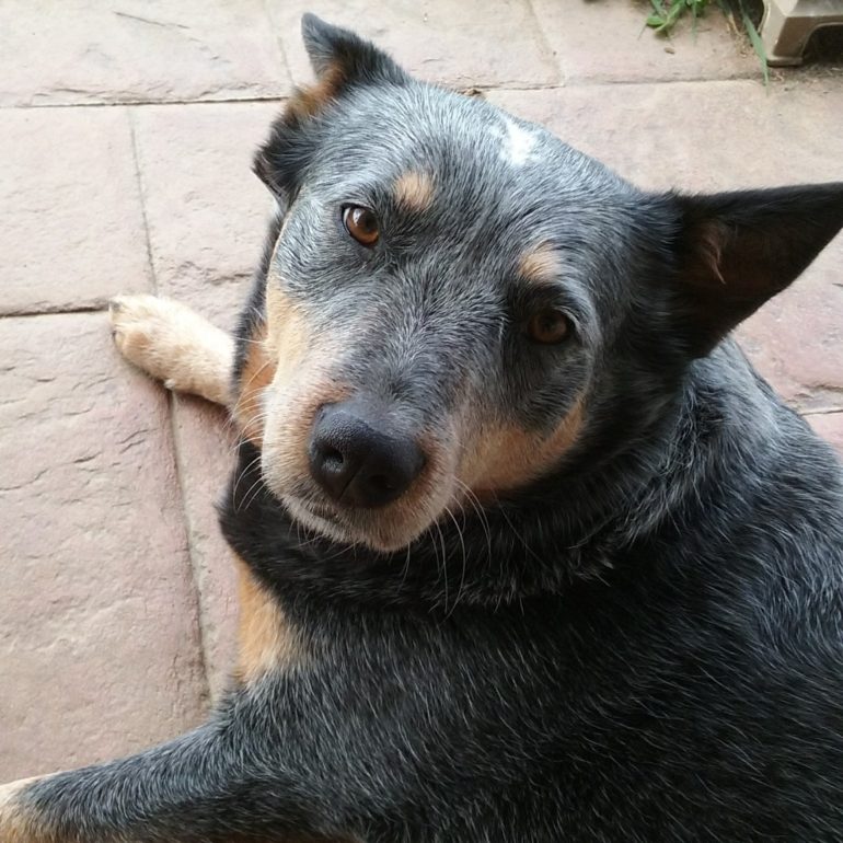 Blue (Male ACD,13 Yrs) & Sophie (Female ACD, 3 years) – Wamboin NSW (near Canberra) – ADOPTED