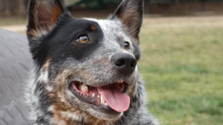 ADOPTED – Chip, Young Blue Male ACD – Canberra ACT (Due Wed 19/9)