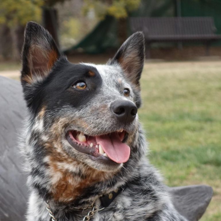 ADOPTED – Chip, Young Blue Male ACD – Canberra ACT (Due Wed 19/9)