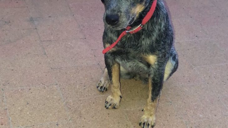 SHADOW – Blue Female ACD – Canberra ACT