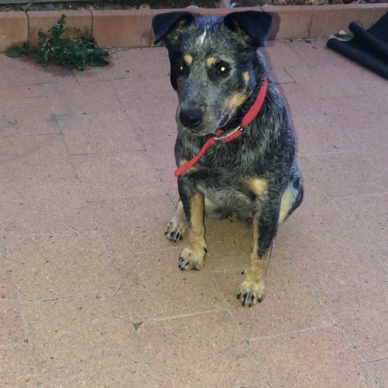 SHADOW – Blue Female ACD – Canberra ACT