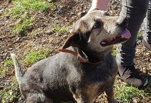 Buster Blue ACD Male Gunnedah