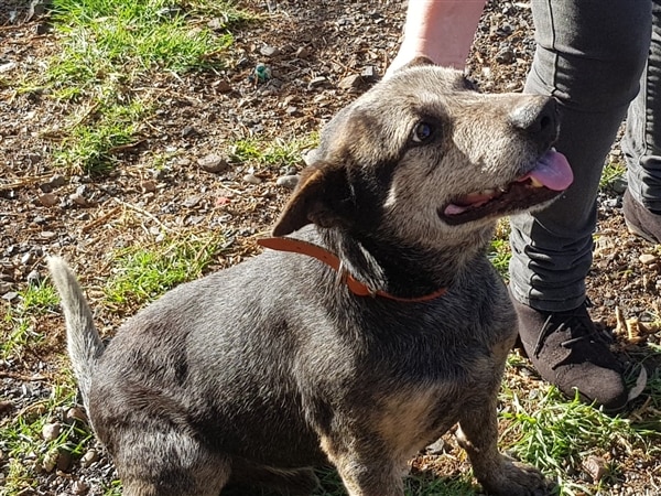 Buster Blue ACD Male Gunnedah