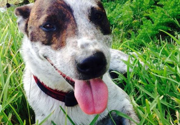 Bear – Blue ACD Mix – 8 year old Male – Near Port Macquarie