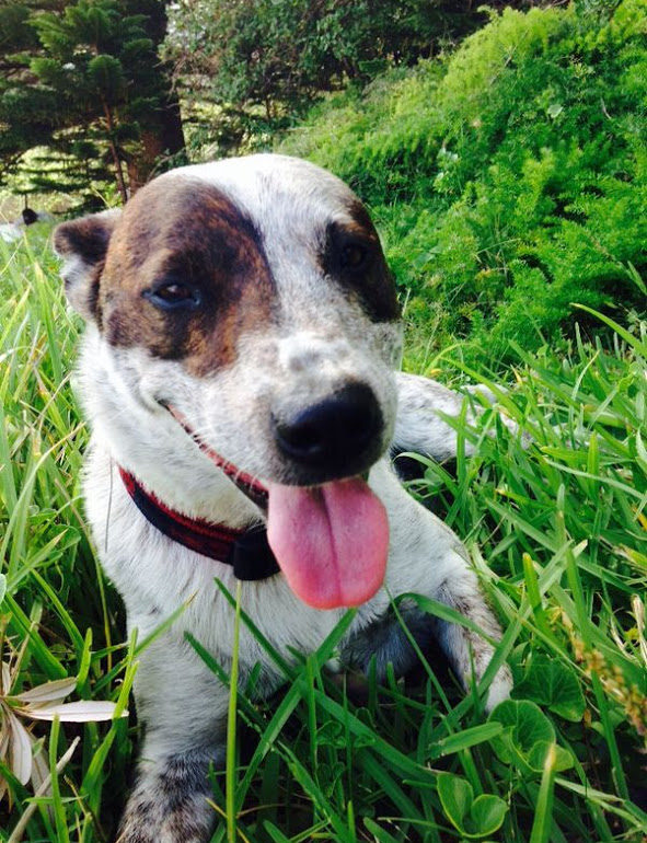 Bear – Blue ACD Mix – 8 year old Male – Near Port Macquarie