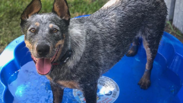 Franklin Male 1 year old, Smithfield with a tail NSW