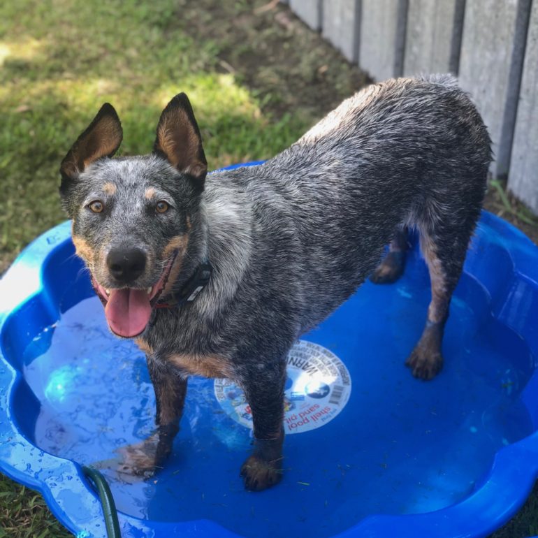 Franklin Male 1 year old, Smithfield with a tail NSW