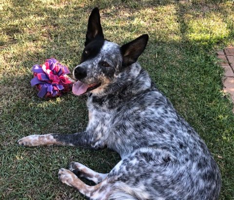 Howard, Blue Male, 11 years old Brisbane