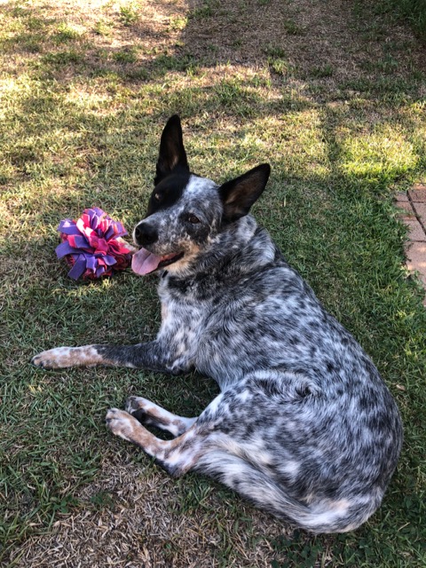 Howard, Blue Male, 11 years old Brisbane