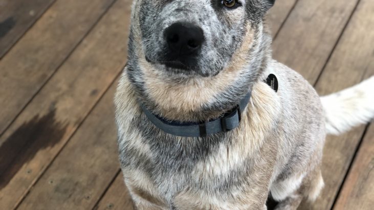 Rocco – Cattle dog Male 9 months old Nowra NSW