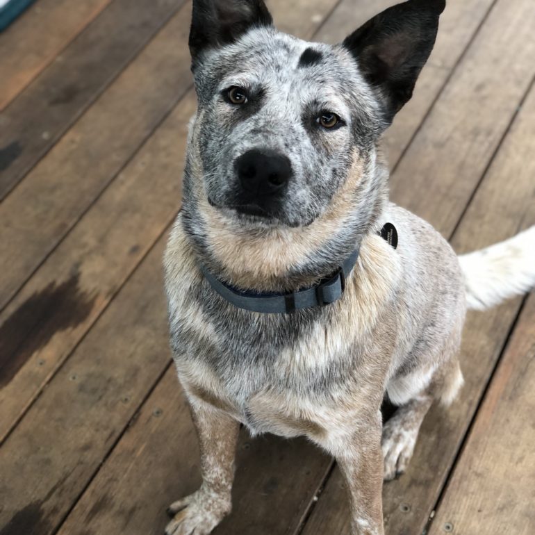 Rocco – Cattle dog Male 9 months old Nowra NSW