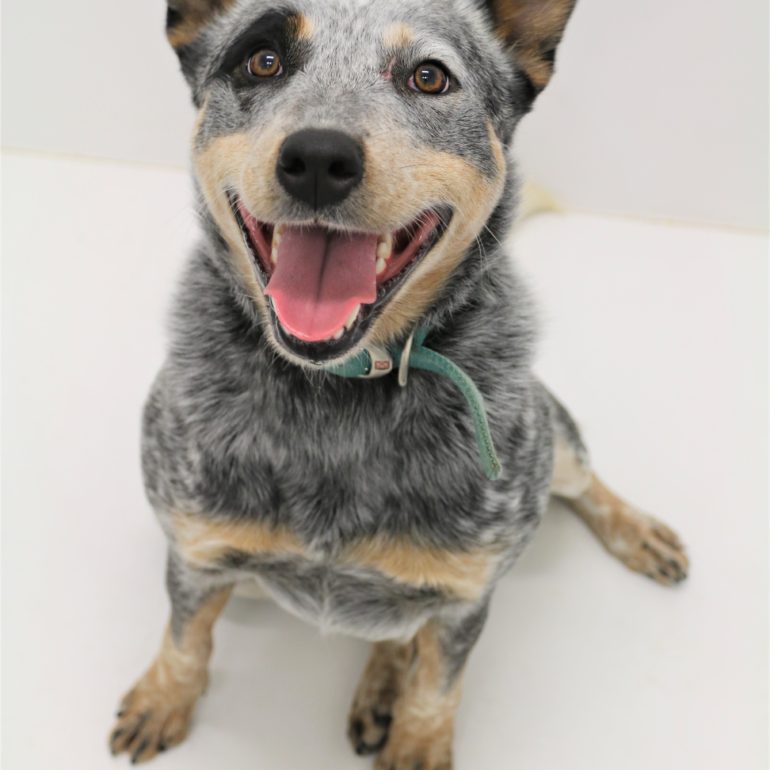 Sharpie, Blue Female Neutered, 2 years old, Shoalhaven, NSW