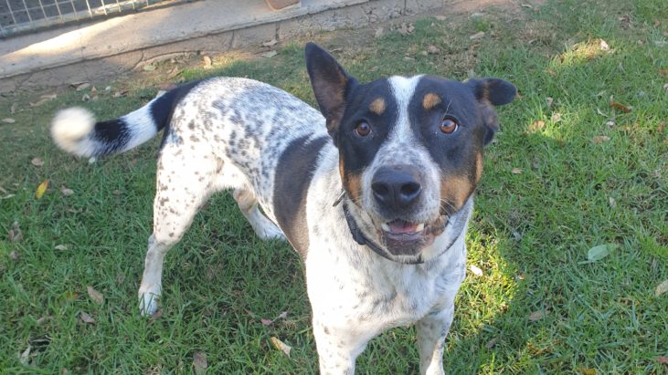 Brick, Cattle Dog X, 7 yrs old, Sydney